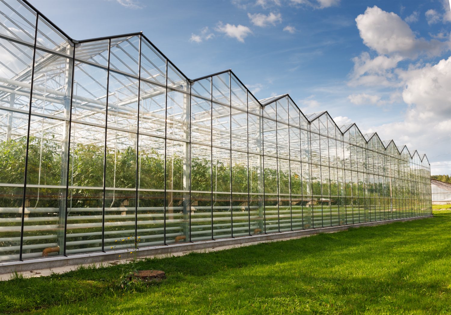Venlo greenhouse exterior